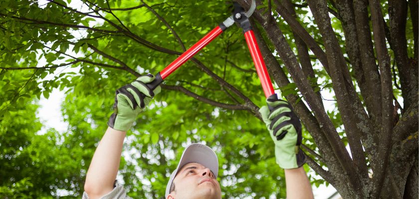 Tree Pruning Techniques