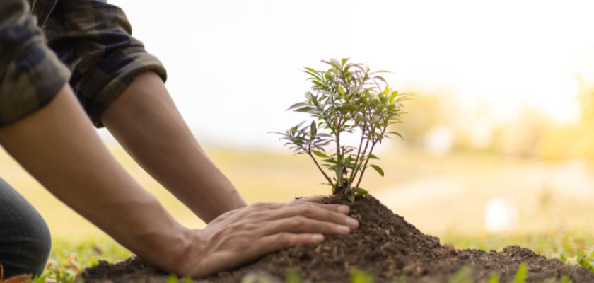 Proper Tree Planting