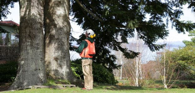Time to Schedule a Tree Risk Assessment
