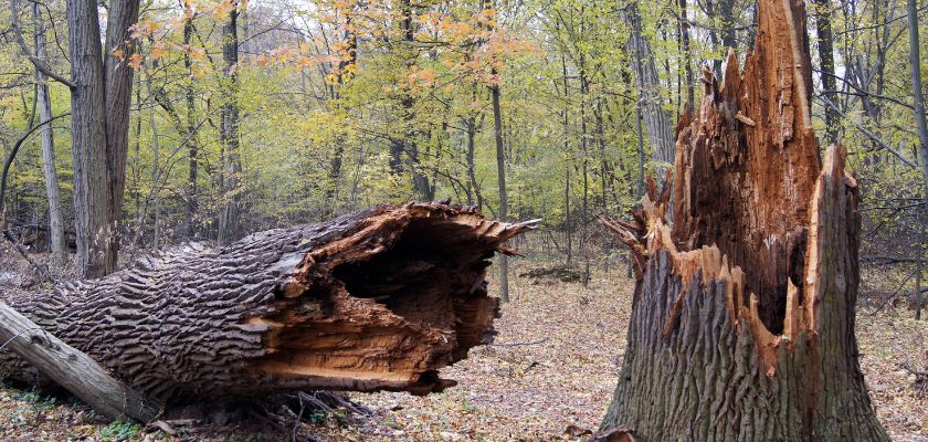 Tree is Dead or Dormant