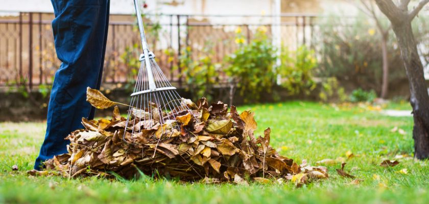 WHAT TO DO WITH FALLEN LEAVES