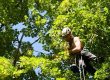 Tree Removal in Confined Spaces