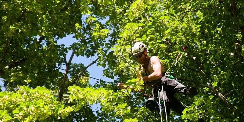 Tree Removal in Confined Spaces