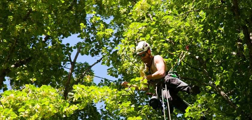 Tree Removal in Confined Spaces