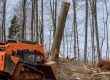 What is Involved with Tree Removal and Tree Stump Removal?