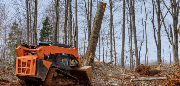 What is Involved with Tree Removal and Tree Stump Removal?
