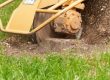 Five Reasons to Consider a Tree Stump Removal Service