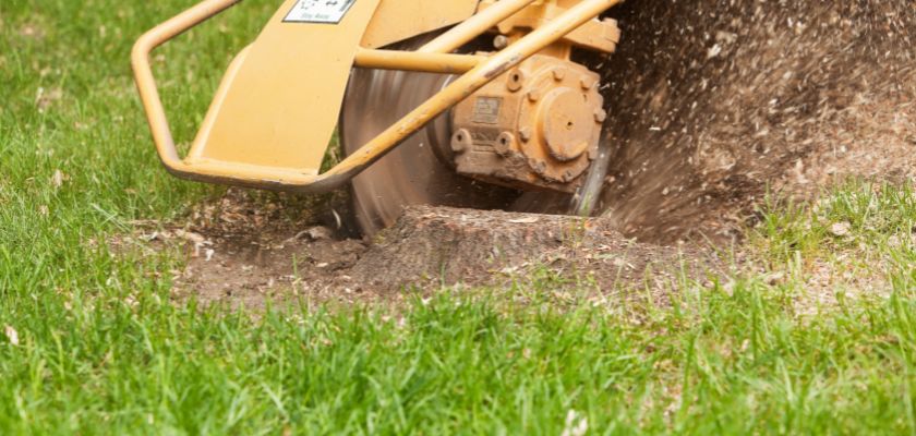 Five Reasons to Consider a Tree Stump Removal Service