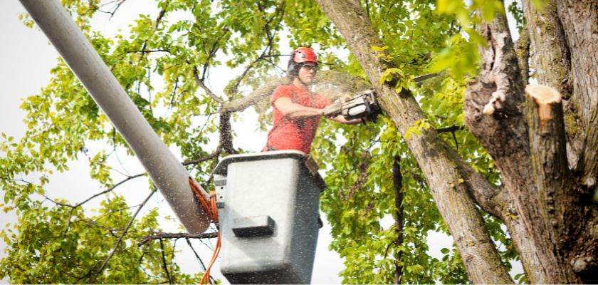 Tree pruning in winter