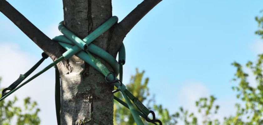 Benefits of Tree Cabling and Bracing