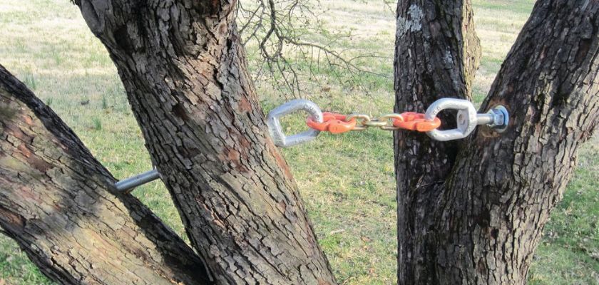 Considerations for Tree Cabling and Bracing