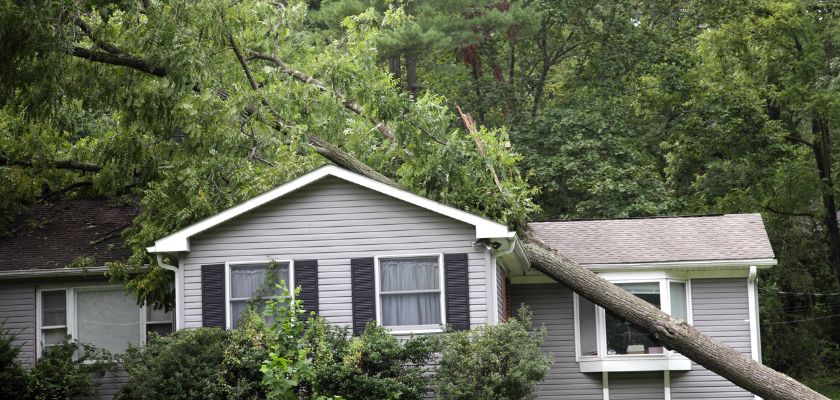 Emergency Tree Removal After a Storm