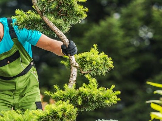Preventing Tree Diseases: Best Practices for Homeowners