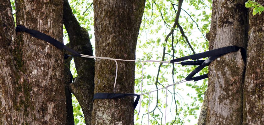 Tree Bracing