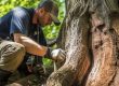 Tree Disease Management: Tips from Arborists