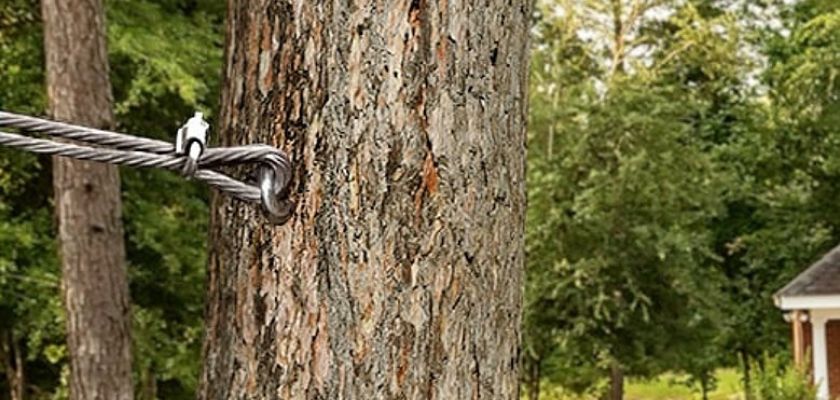  Understanding the Benefits of Tree Cabling
