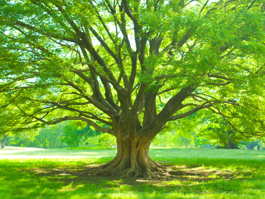 Trees That are Resistant to Fungal Infections
