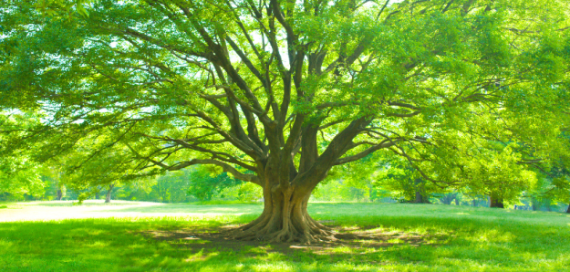 Trees That are Resistant to Fungal Infections