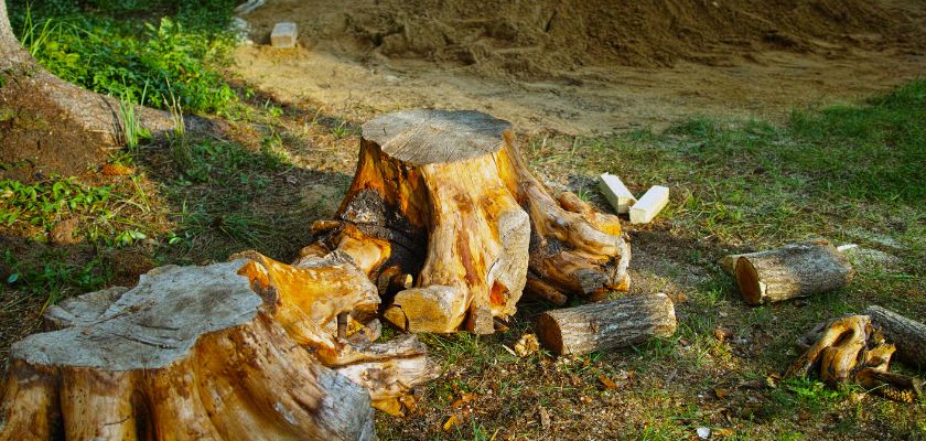 Understanding the Basics of Stump Removal
