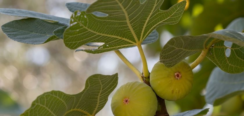 Advanced Organic Fig Tree Care Techniques