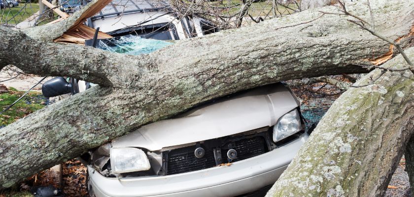 Avoid Property Damage During Tree Services