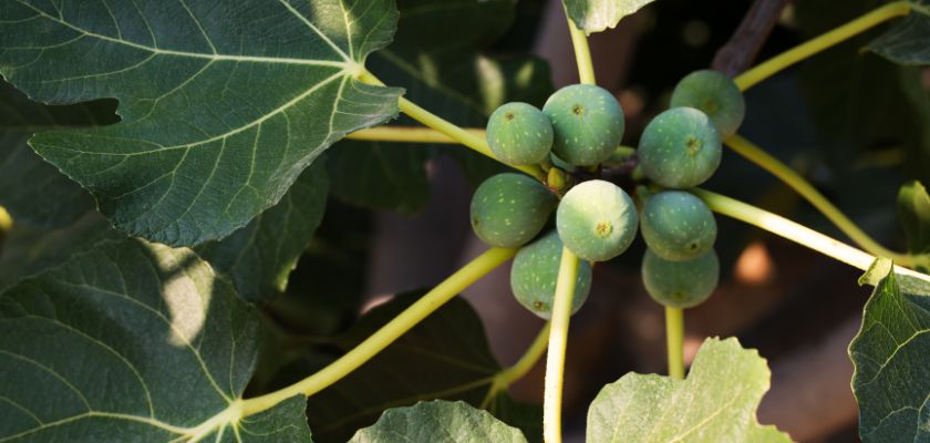 Benefits of Organic Fig Tree Care