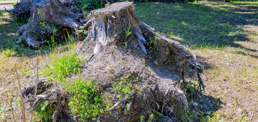 Chemical Stump Removal