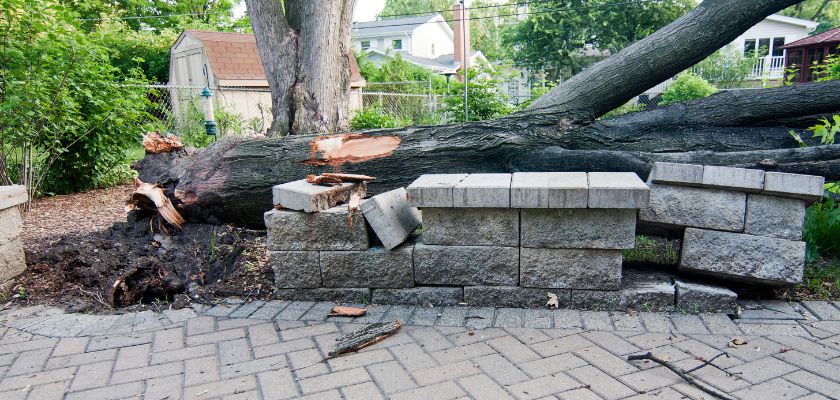 Emergency Tree Falls Care Tips