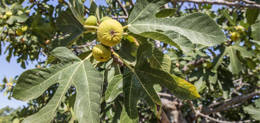Essential Practices for Organic Fig Tree Care