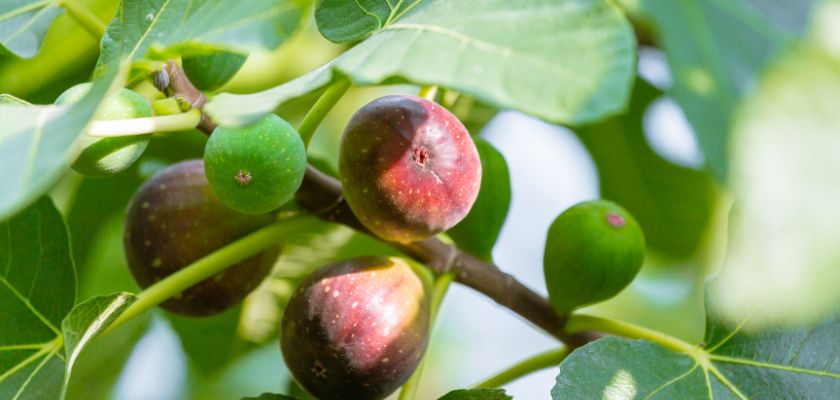 Fig tree care