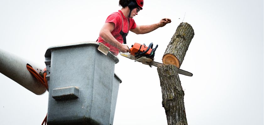 Know Your Local Tree Removal Laws