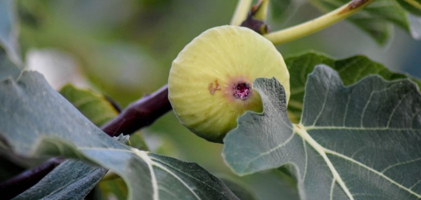 Organic Fig Tree Care