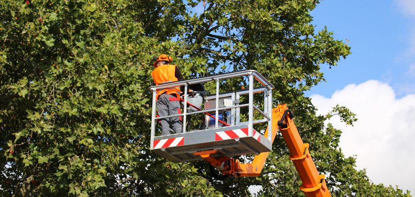 Post-Tree Service Cleanup