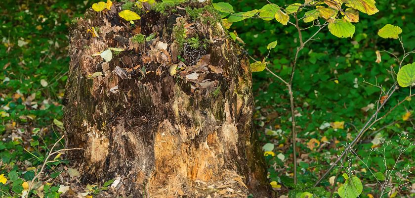 Stump Removal vs. Stump Grinding