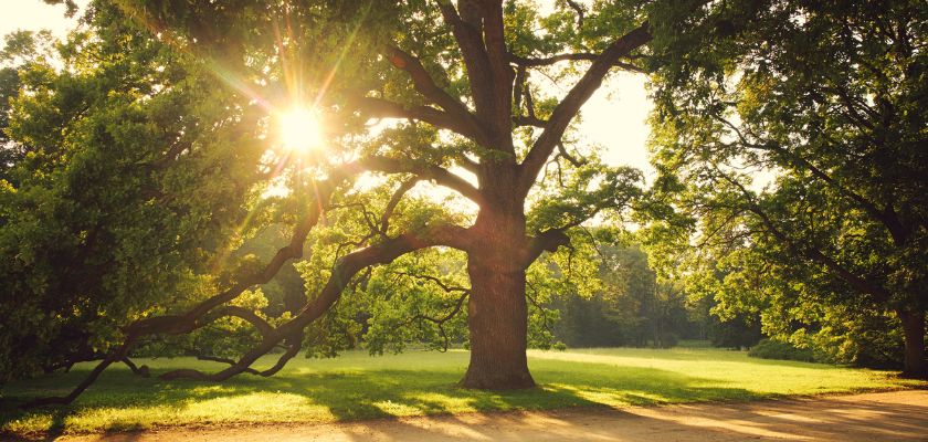 The Impact of External Factors on Tree Health