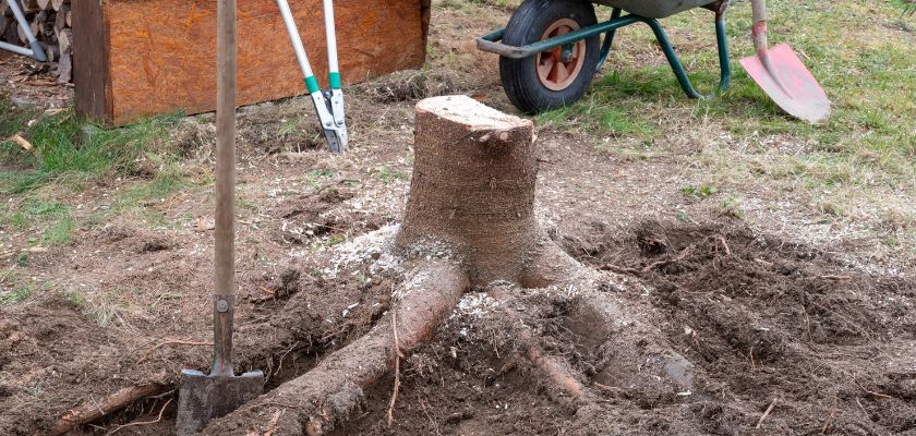 Tree Stump Removal For Yard Health