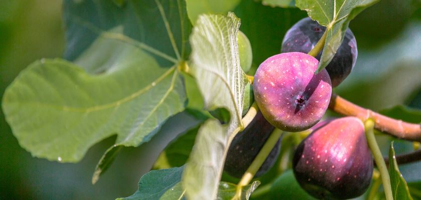 Understanding Fig Tree Requirements