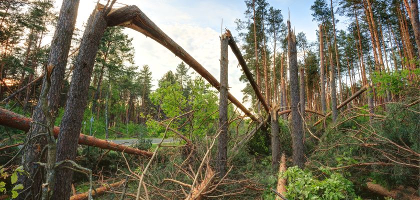 Understanding the Risk of Storm-Damaged Trees