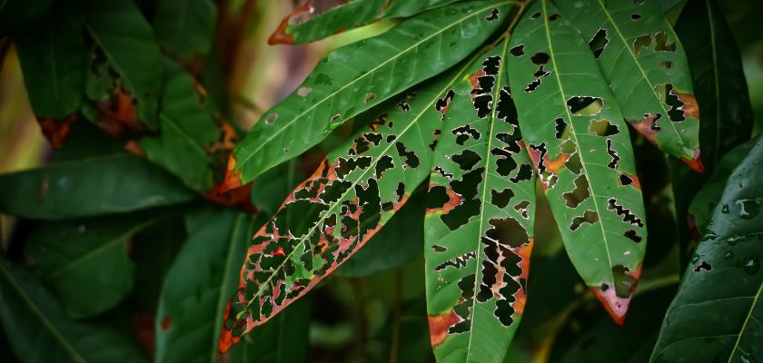 tree disease and fungus