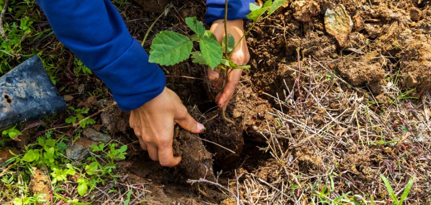 how to care for a money tree