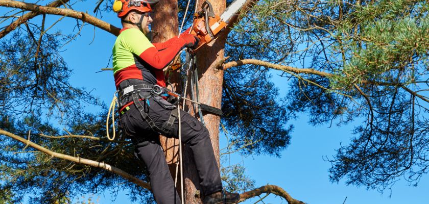 Arborist for Dallas Property