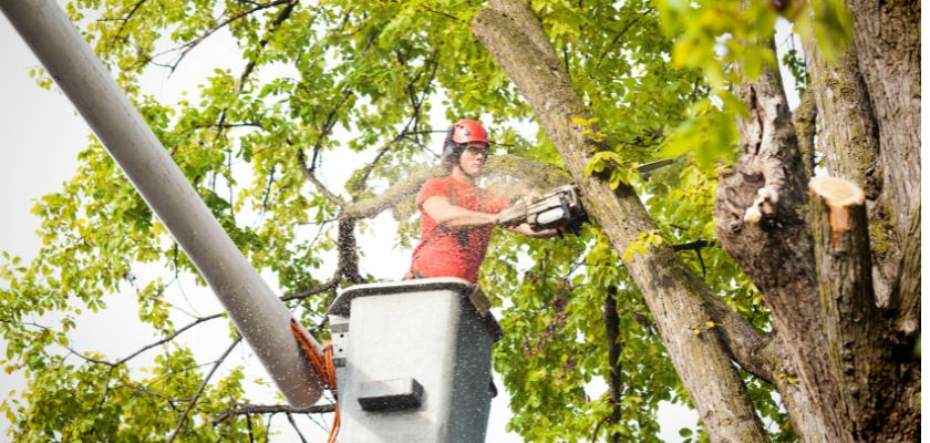 Benefits of Professional Tree Pruning