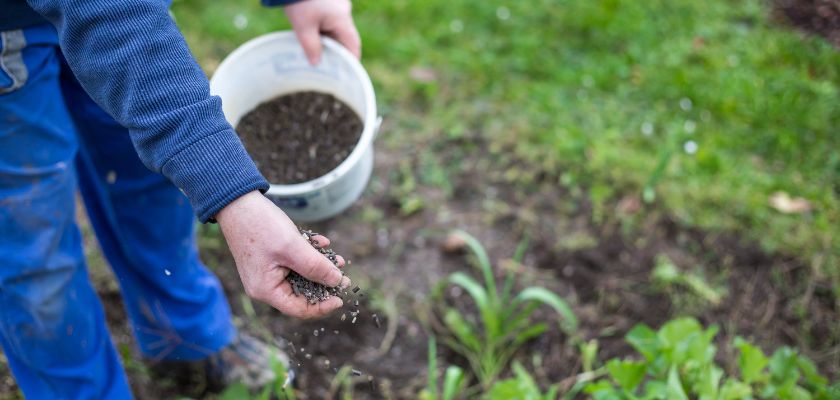 Caring for Your New Tree