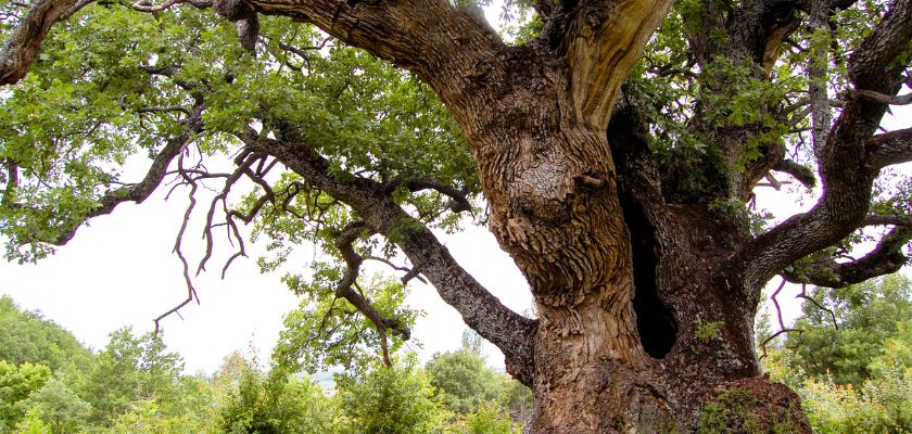 Common Tree Problems in Dallas