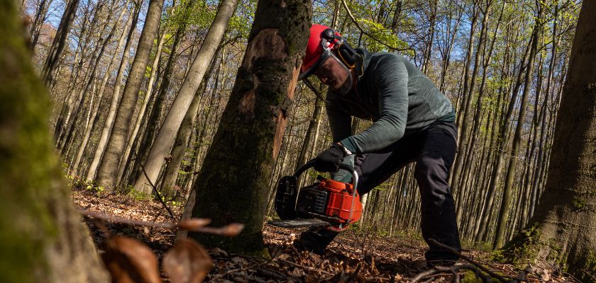 Cut Down a Tree Properly