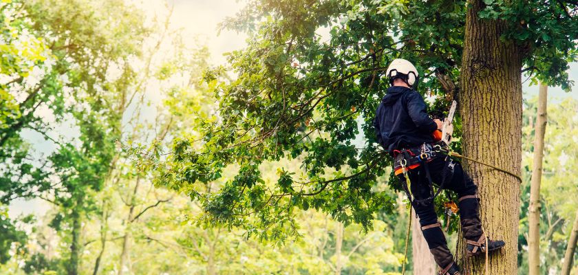 Enhancing Tree Health and Safety