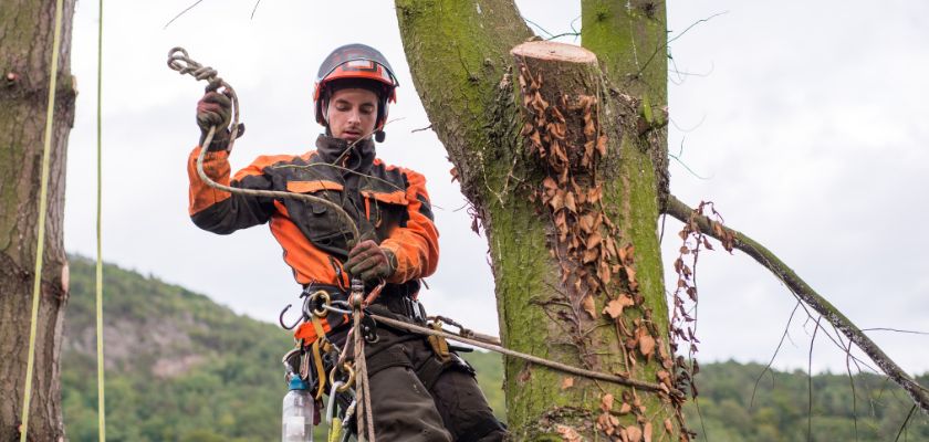 How Arborists Can Help