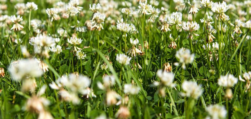 Implementing a Clover Lawn