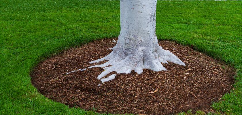 Mulching for Root Protection