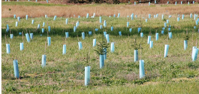 Planting the Tree Correctly